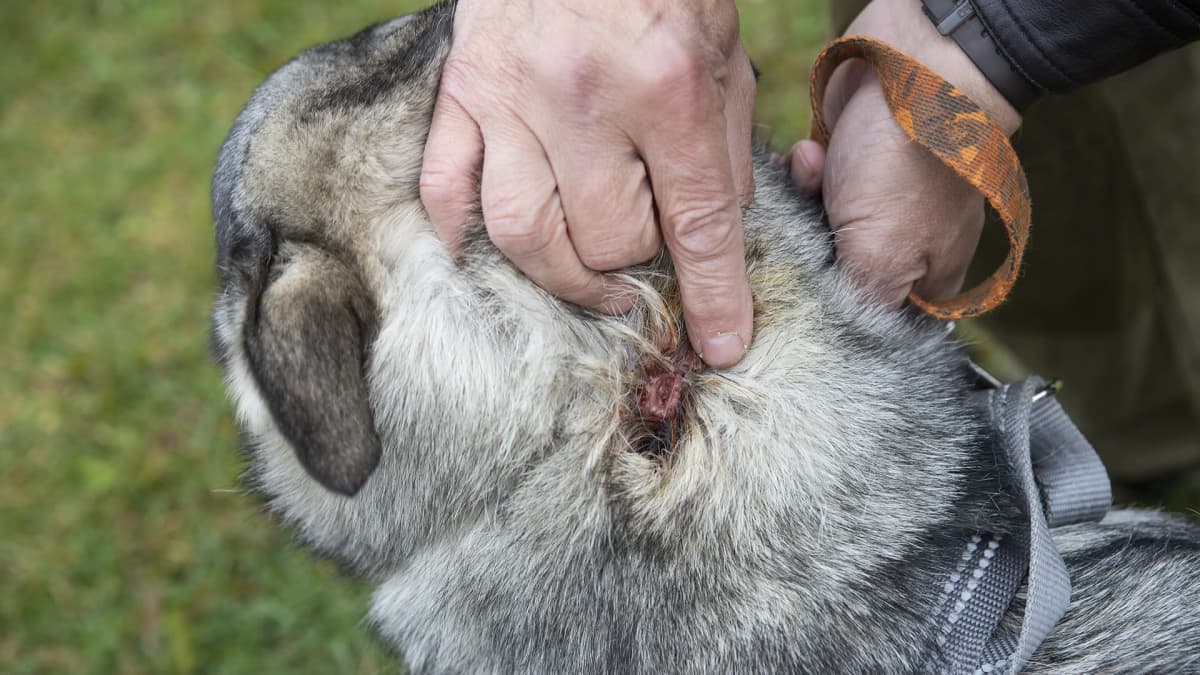 Suden puremajälki jämtlanninpystykorvarotuisen Tinka-metsästyskoiran niskassa Pielavedellä.