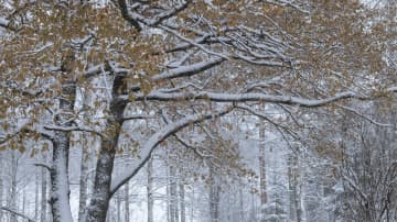Luminen maisema Kuopiossa. Tammessa vielä osa lehdistä puussa. 