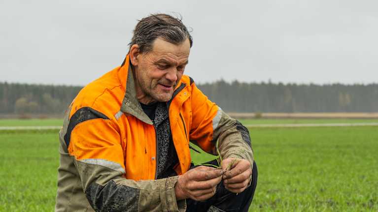 En man sitter på huk på en åker med höstvete. I sin hand håller han ett skott höstvete.