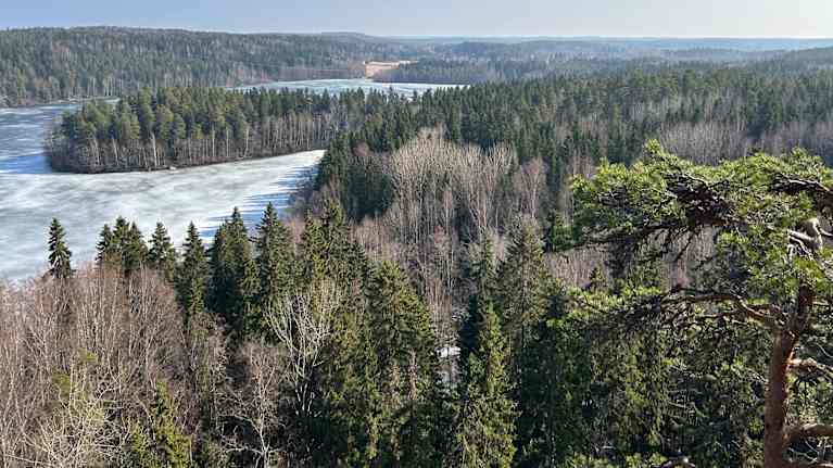 Keväinen metsämaisema. Vesistö vielä jäässä. Vihreä maisema avautuu kauas.