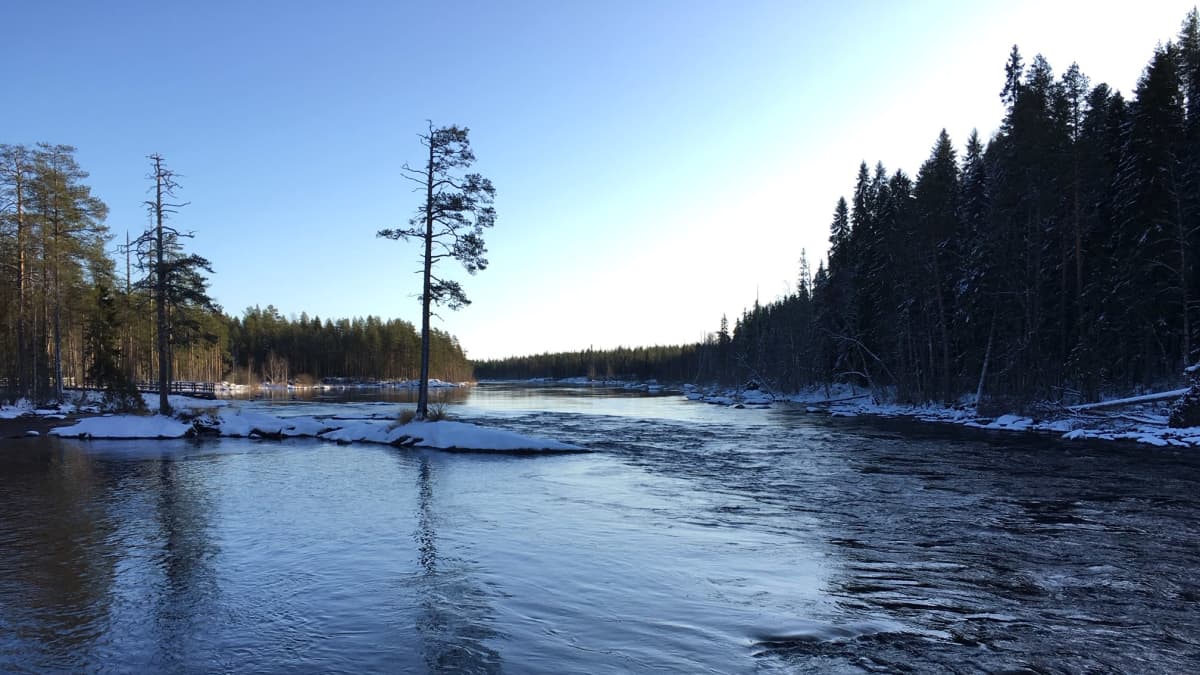 Talvinen Neitikoski virtaa Lieksanjoessa Ruunaan reitkeilualueen kupeessa.