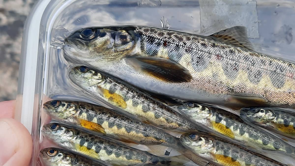 Lohenpoikasia makaa rivissä läpinäkyvän astian päällä, jota ihmiskäsi pitelee. Yksi kaloista in suurempi, muut yli puolet pienempiä.