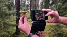 Sienestäjä kuvaa sientä puhelimella.