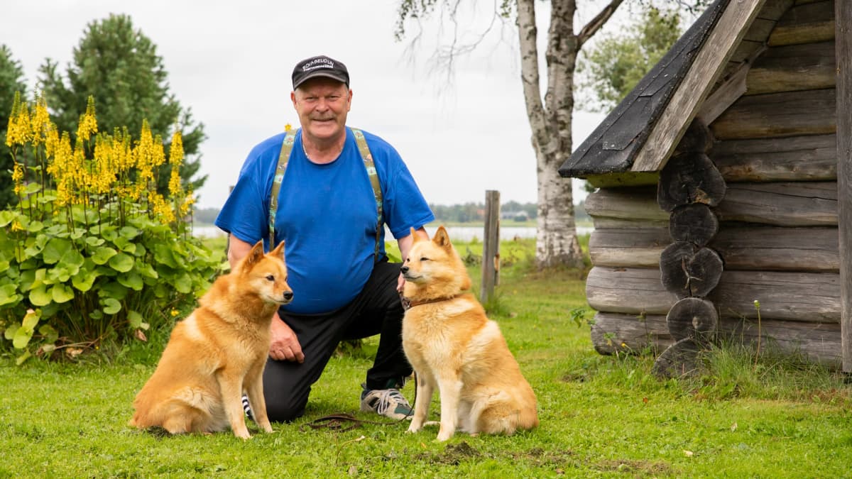 Kaksi pystykorvaa istuu siniseen t-paitaan pukeutuneen miehen vierellä. Mies on kyykyssä nurmikolla. Taustalla keltaisia kukkia, joki ja koivu. Vieressä harmaasta hirrestä tehty kota.