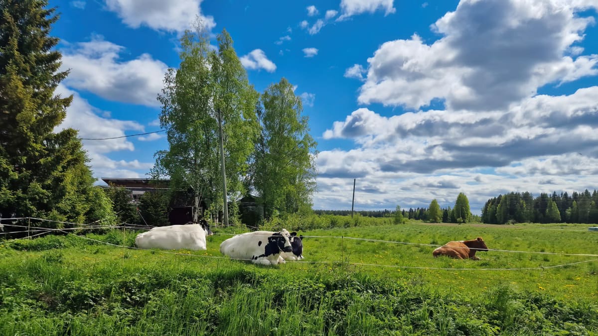 Lehmät laitumella aurinkoisena kesäpäivänä. 