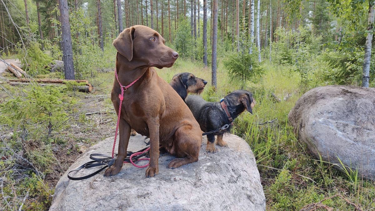 Kolme koiraa istuu metsässä kiven päällä ja katsoo oikealle.