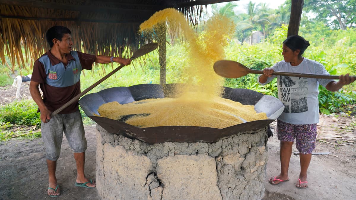 Maniokkijauhon tekoa Sawré Muybun kylässä Brasiliassa.