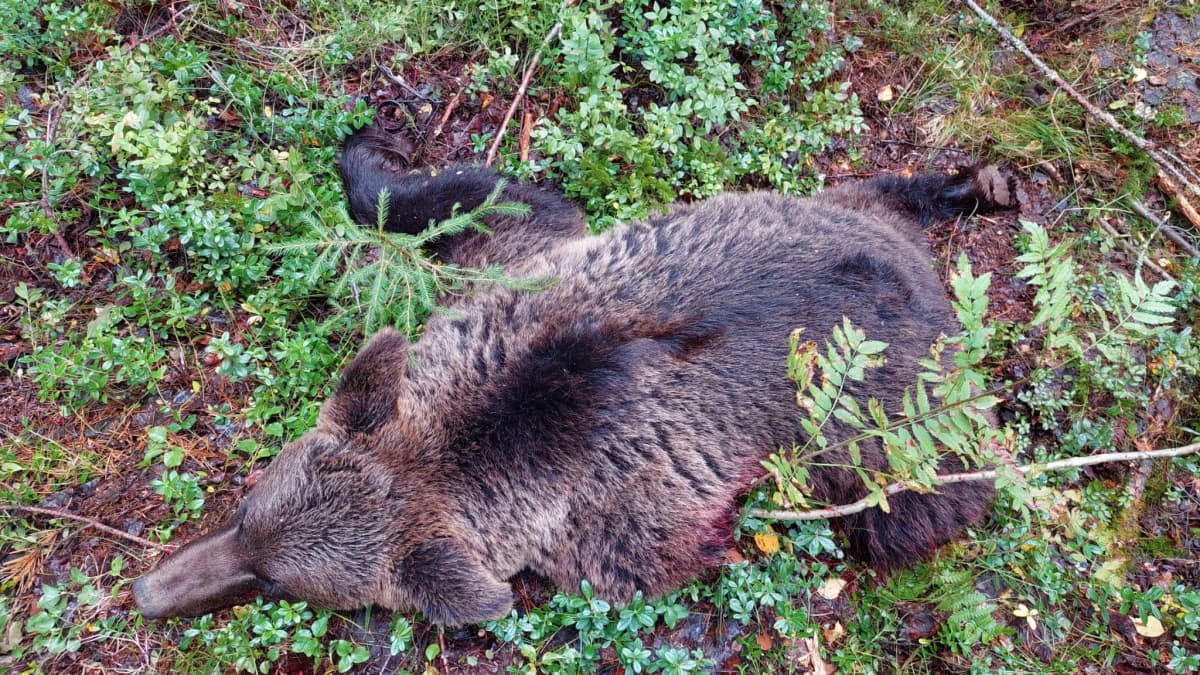 Kaadettu emokarhu metsässä Lieksassa.