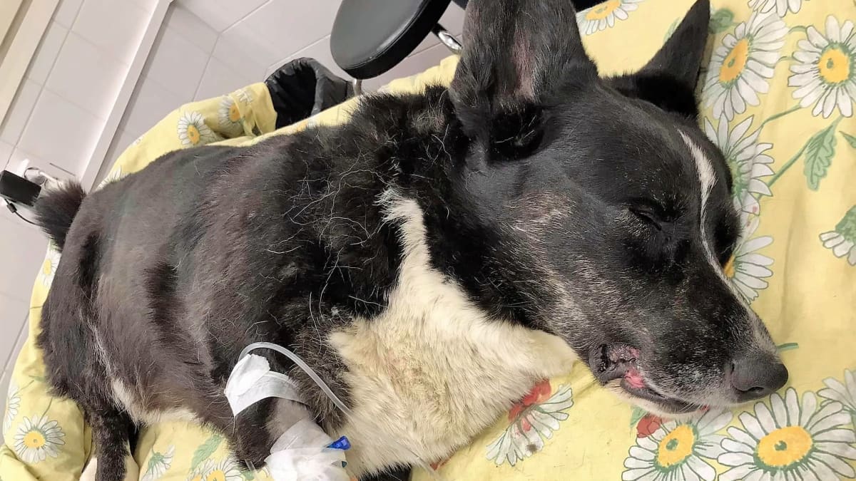 Mustavalkoinen koira makaa koomassa pieneläinsairaalan peiton päällä. Jalassa nesteytysputki.