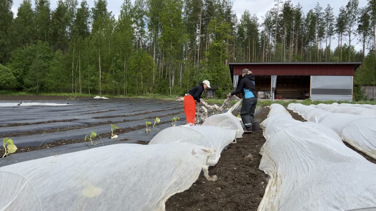 Puutarhuri ja apulainen levittävät hallansuojaharsoa kurpitsaviljelmälle.