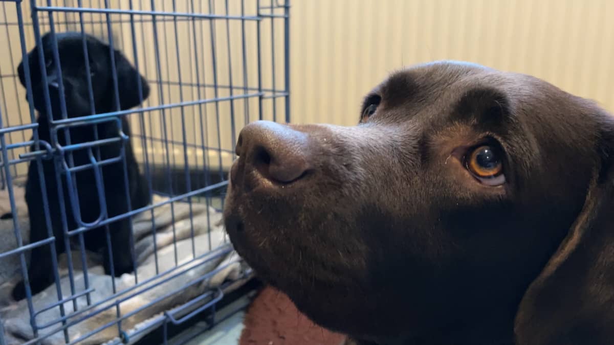 Labradorin noutaja Roosa istuu sisällä ja  katsoo ylös taustalla, pentu Lahja istuu häkissä.