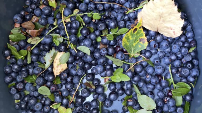 Lingonberries or blueberries in a bucket.