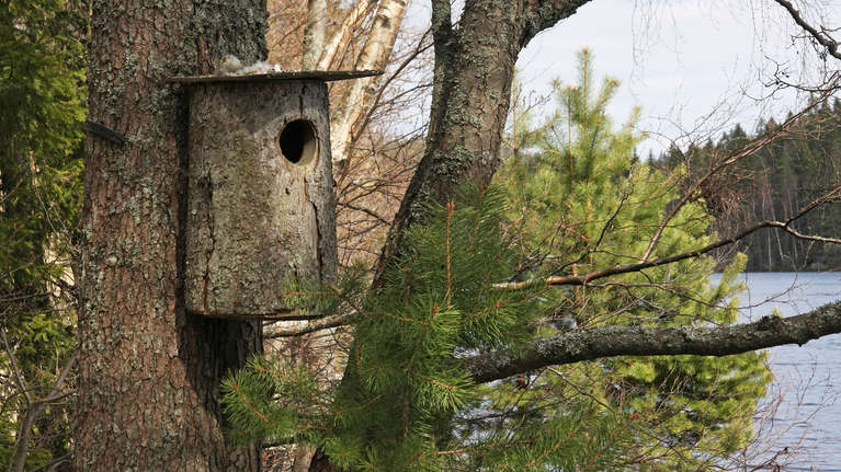 Vem häckar i holken? | Natur | Svenska Yle