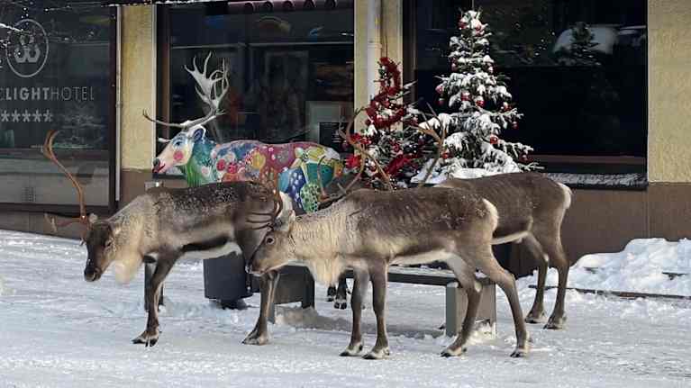 Porot seisovat hotellin sisäänkäynnin vieressä olevan koristeporon edessä Rovaniemen lumisessa keskustassa.
