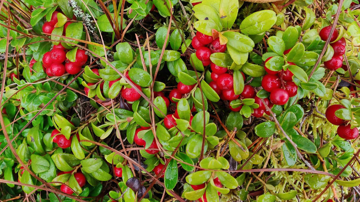 Puolukoita metsässä.