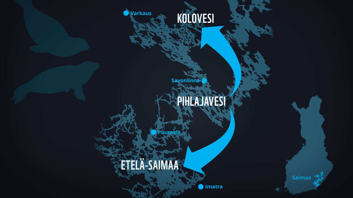 Map of Lake Saimaa region showing seal transfers with blue arrows on a black background.