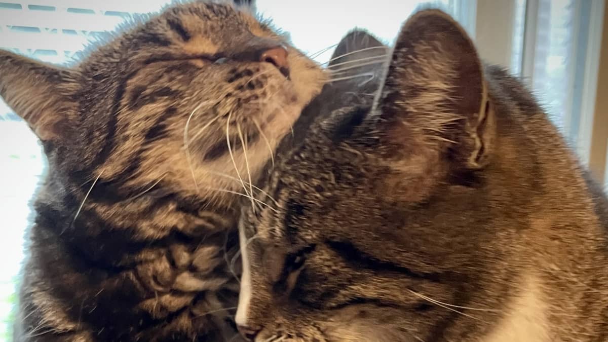 kissat puskevat toisiaan kissatalossa