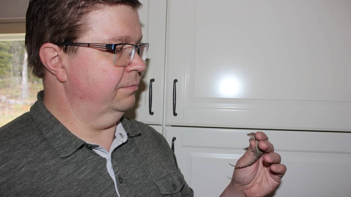Herpetologi Joonas Gustafsson tarkastelee muurigekkoa.