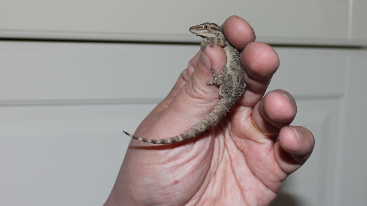 Muurigekko ihmisen kädessä. 