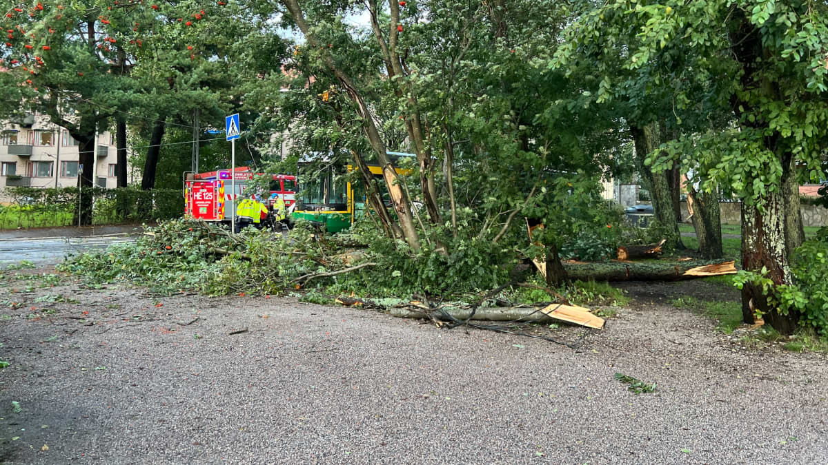 Myrskytuulen tuhoja Munkkiniemesäs. Kaatuneita puita. 