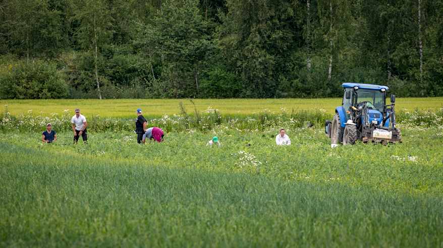 Ulkomaalaisia työntekijöitä poimimassa mansikoita. Taustalla näkyy traktori ja vehreää kasvillisuutta.