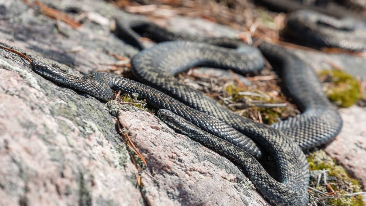 Kaksi kyykäärmettä lämmittelee sulan kiven päällä Rovaniemellä keväällä 2021