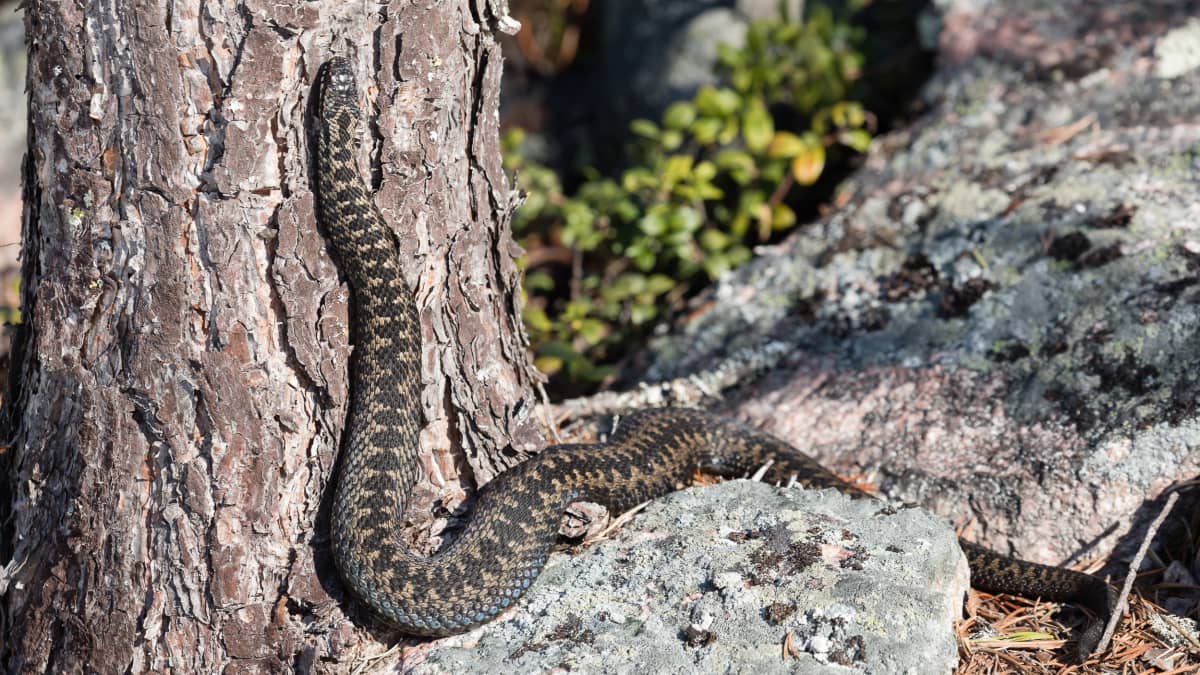 Kyykäärme lämmittelee puunrunkoa vasten Rovaniemellä keväällä 2021