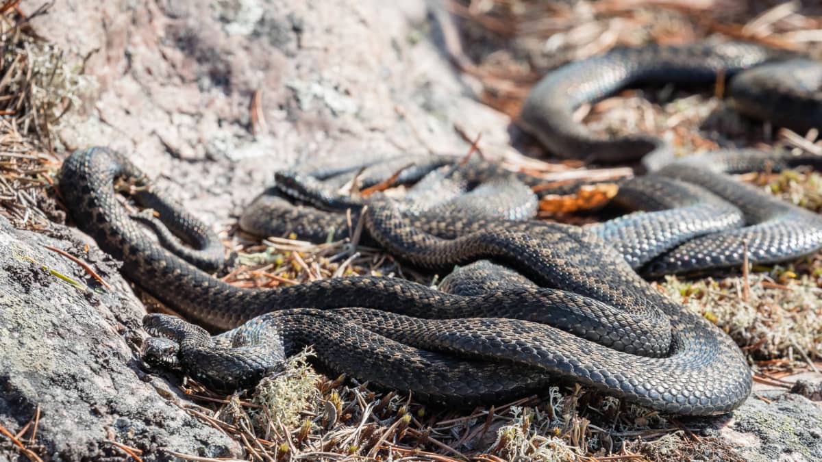 Ryhmä kyykäärmeitä lämmittelee sulan kiven päällä Rovaniemellä keväällä 2021