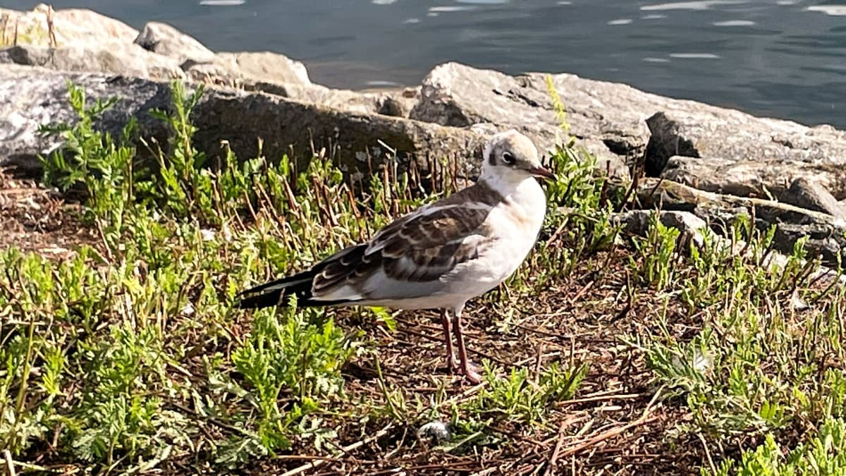 Lintuinfluenssaan kuolleen naurulokin syöty raato Lahden sataman aallonmurtajalla heinäkuussa 2023.