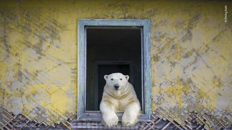 Jääkarhu kurkistaa hylätyltä näyttävän talon ikkunasta ulos.