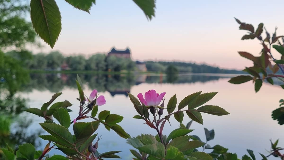 Maisema Hämeenlinnasta. Ruusu etualalla, taustalla tyyni järvi ja linna. 