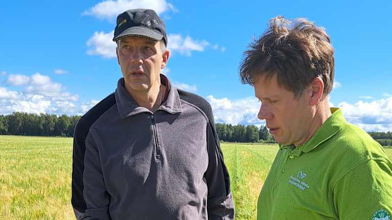 Bengt Eklund och Fredrik Grannas på en av Eklunds kornåkrar i Närpes.