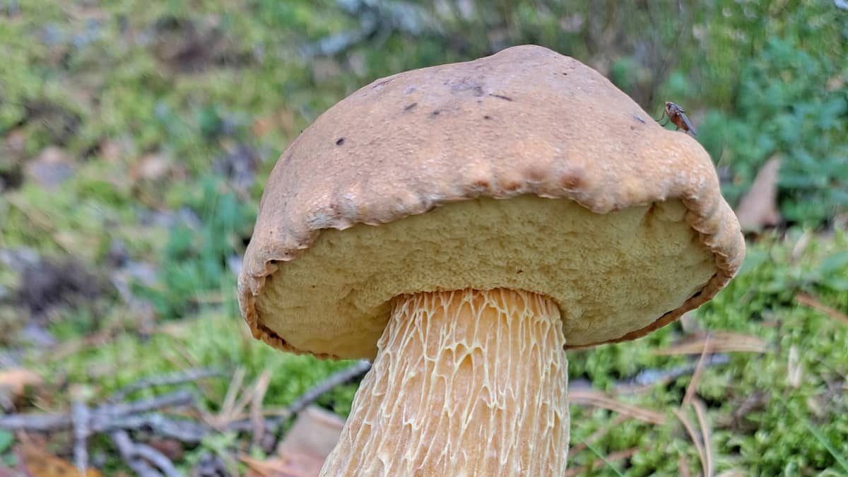 Iso tatti sammaleen keskellä