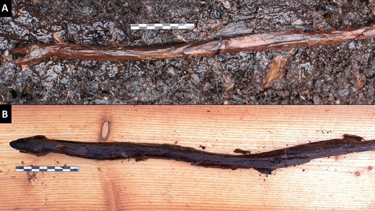 Käärmeveistos löytöpaikallaan (A) ja nostettuna ylhäältäpäin kuvattuna (B)