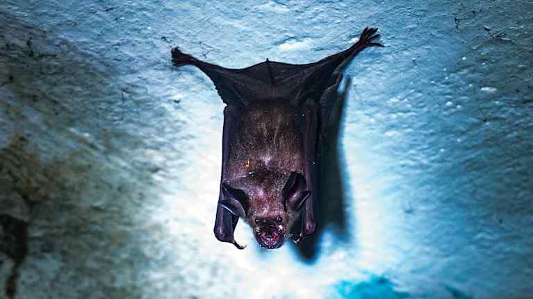 Un murciélago en el techo del sótano.