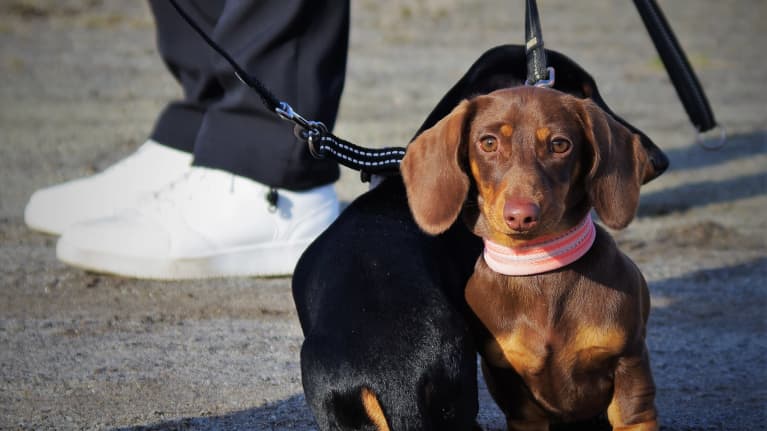 mäyräkoira ulkoilee. 