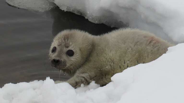 Saimaannorpa’s chick, or kuutti. Photo: Jouni Koskela