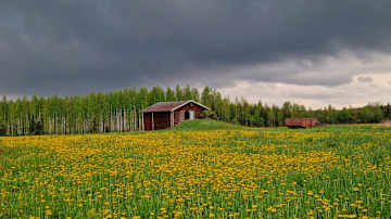 Keväinen niitty on täynnä keltaisia voikukkia, ja taustalla näkyy punainen mökki sekä vihreä metsänreuna.