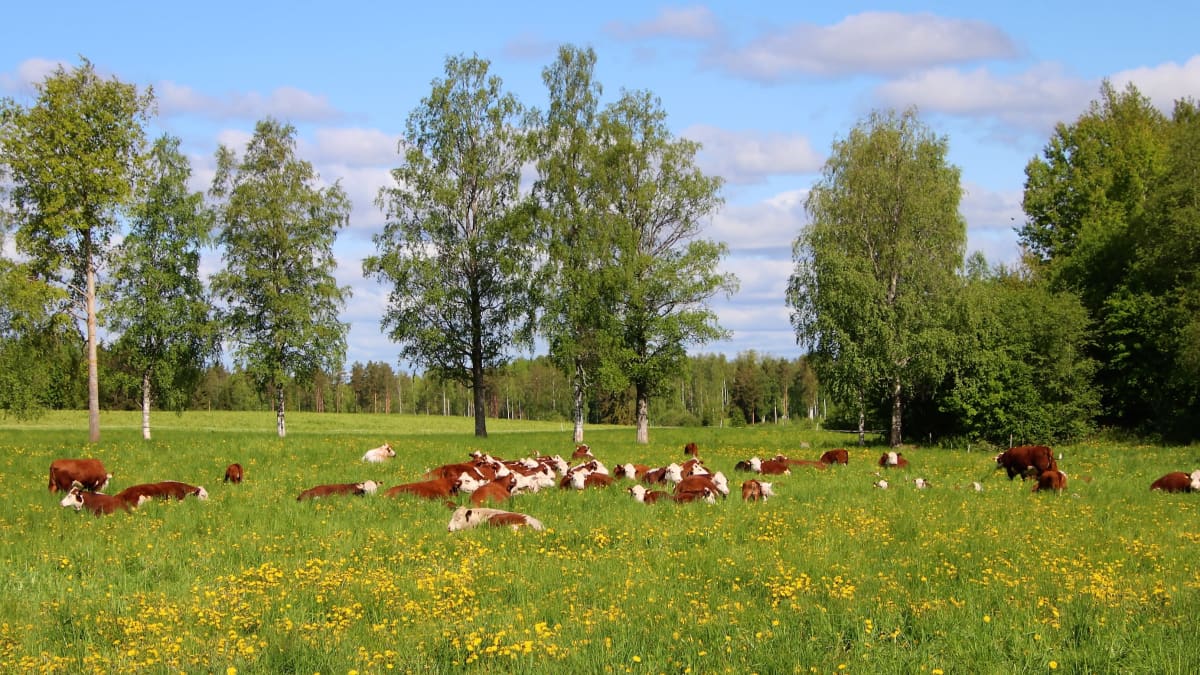 Aurinkoinen kesäpäivä. Karjaa laitumella. 