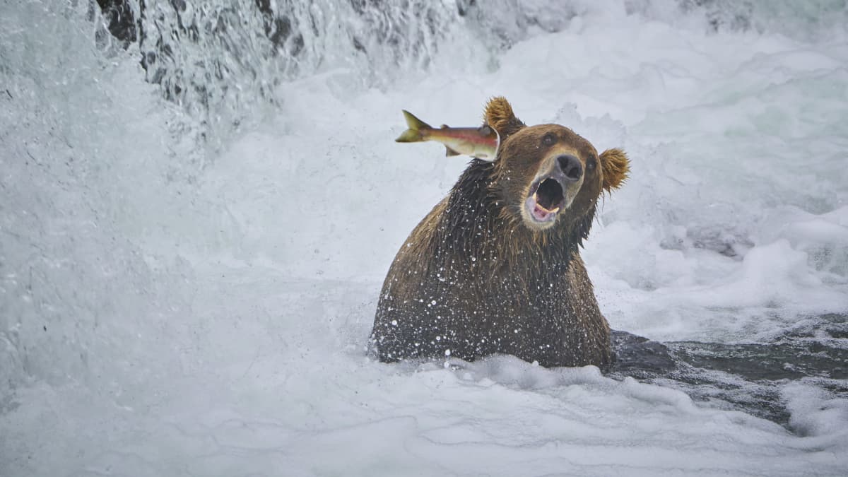Karhu koskessa kalanpyynnissä. Näyttäisi kuin lohi olisi mennyt karhun korvasta sisään puoliväliin asti.