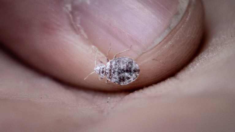 Pest professionals note growing bed bug problem in Finland | Yle News | Yle