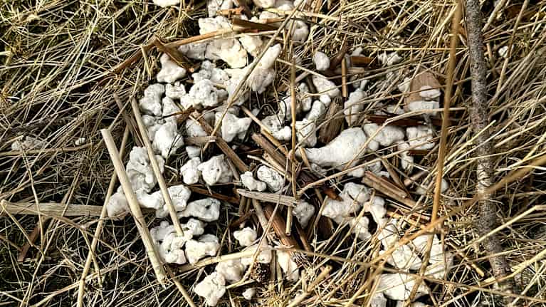 Mönjää rannalla Raaseporissa.