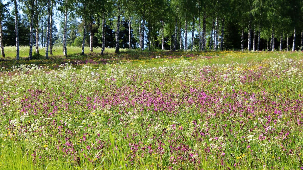 Kesän kukkaniittyä ja koivuja. Aurinkoinen sää. 
