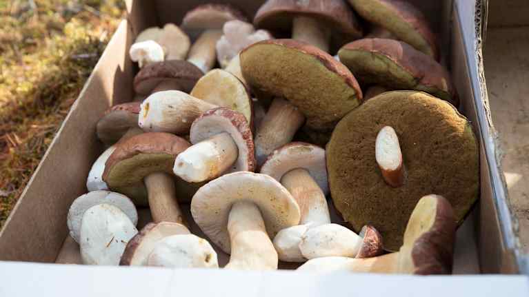 Tatteja pahvilaatikossa.