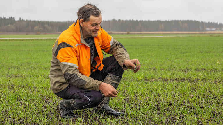 En man sitter på huk på en åker med höstvete. I sin hand håller han ett skott höstvete.