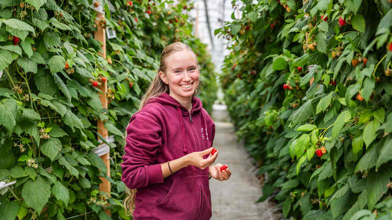 En person i vinröd tröja plockar hallon i ett växthus omgivet av gröna växter.
