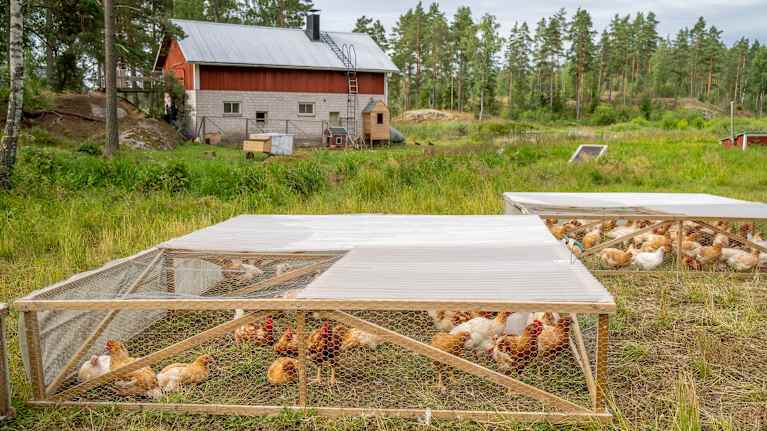 Broiler på grönbete