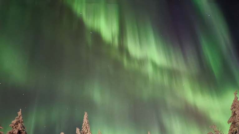 Revontulet metsän yllä. Etualalla kuvaa on lampaita lumihangessa.
