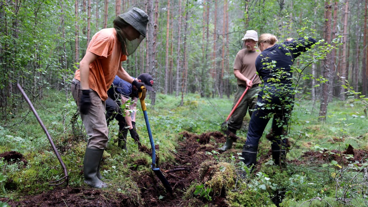 Suota ennallistava ryhmä kaivaa matalaa ojaa Parkanolaisella Louhinevalla.