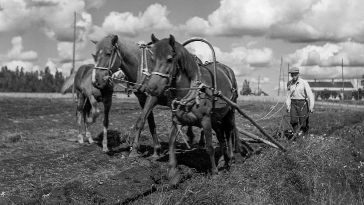 Kuva Tervolan Varejoelta. Mies ja hevoset kääntävät peltoa kesäpäivänä.